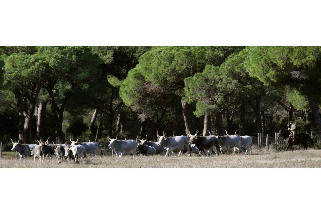 Country Resort Le Due Ruote 알베레세 외부 사진